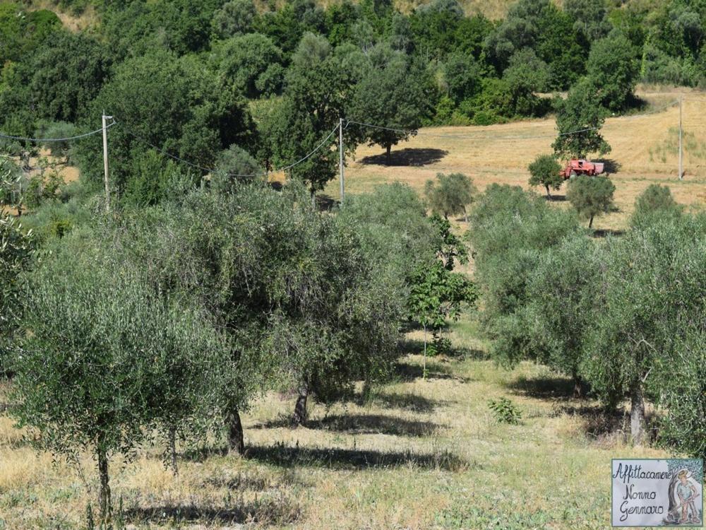 Nonnogennaro Villa Matonti Buitenkant foto